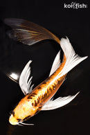 8.5" KIN KIKOKURYU BUTTERFLY