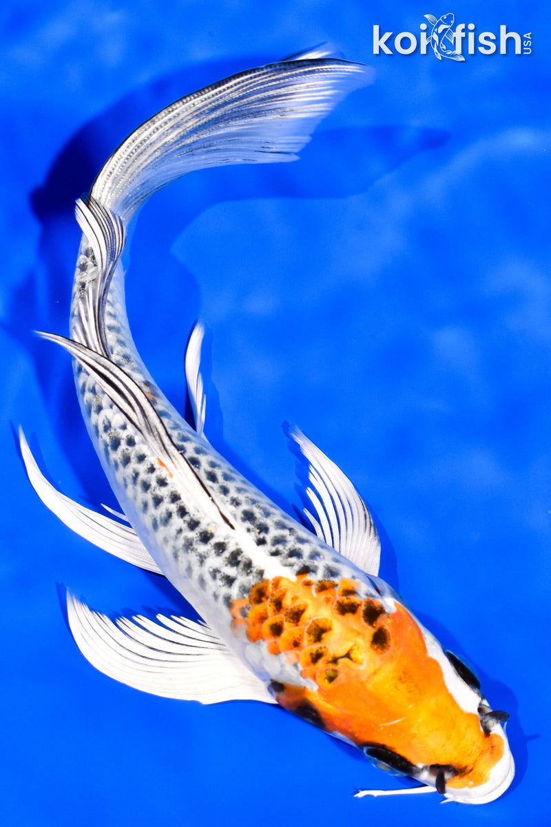8" KUJAKU BUTTERFLY