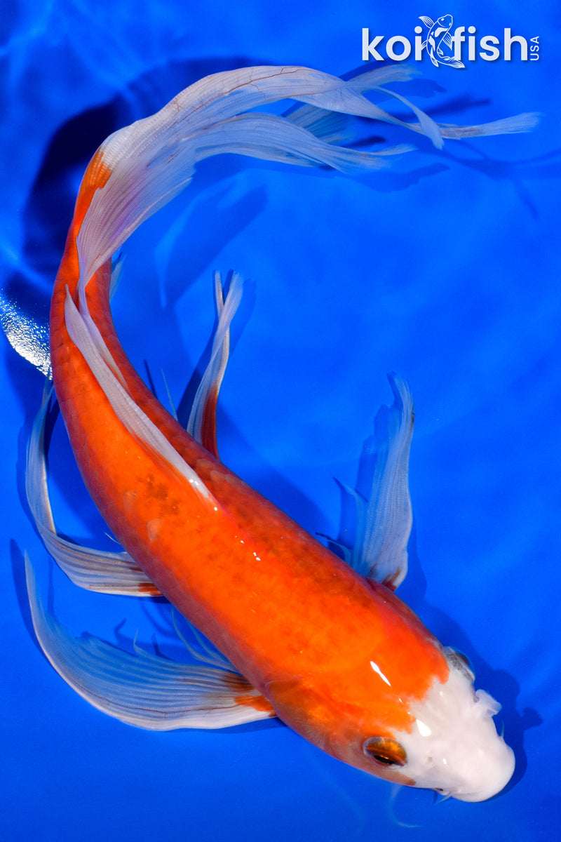 11" KOHAKU BUTTERFLY