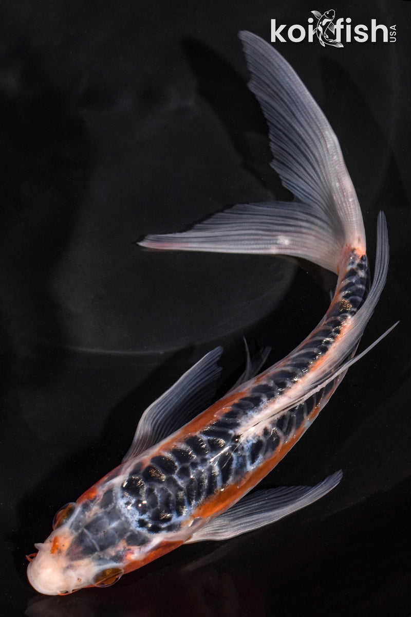 7.5" HI SHUSUI BUTTERFLY