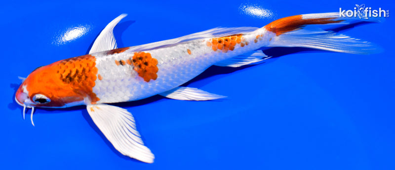 7.5" YAMATO NISHIKI BUTTERFLY