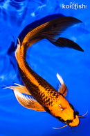 8.5" ORENJI MATSUBA BUTTERFLY