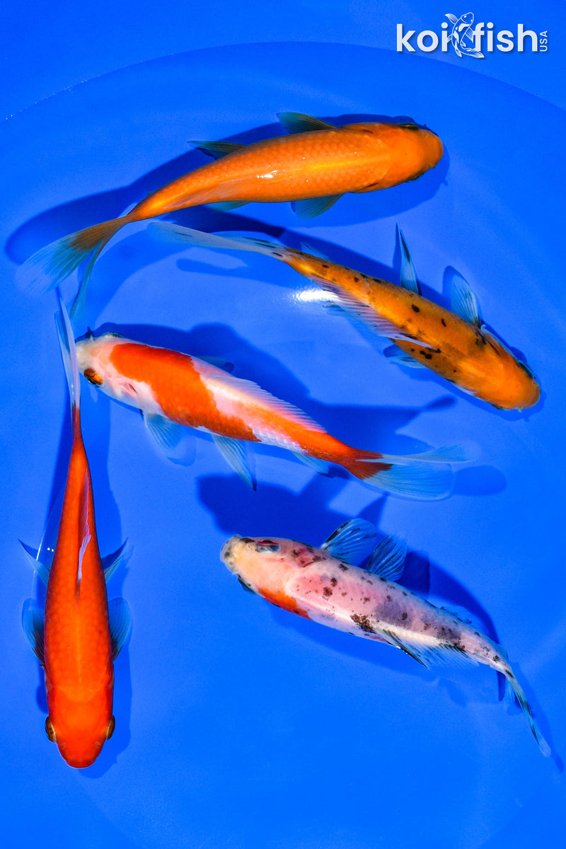 (5) 4-5" ASSORTED GOLDFISH