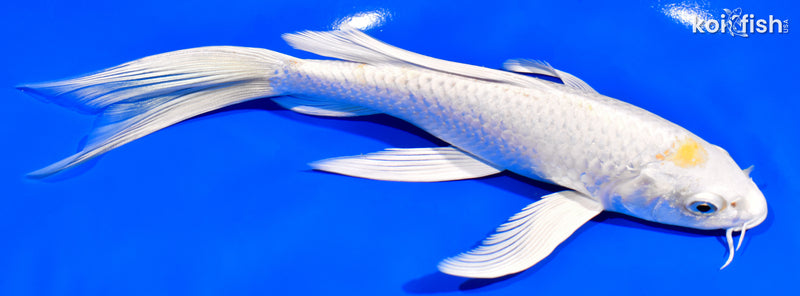 8" HARIWAKE BUTTERFLY