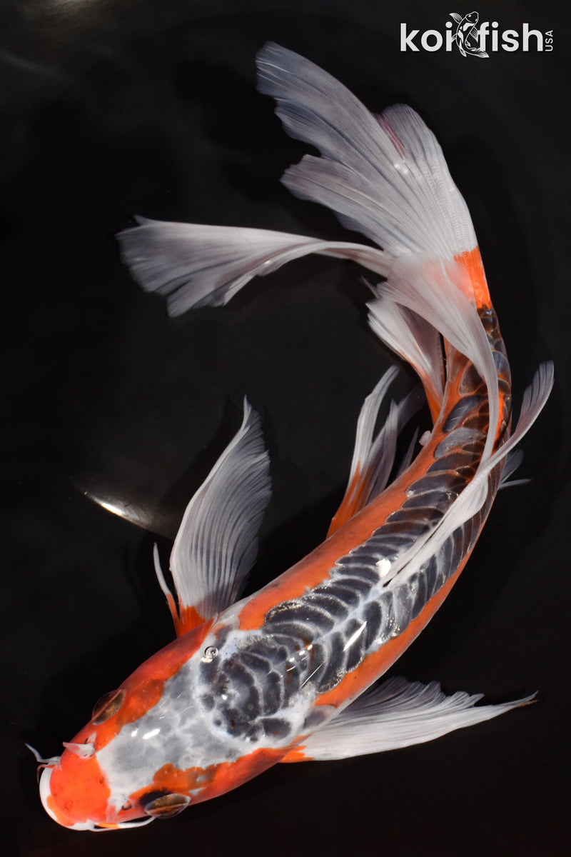 11.5" HI SHUSUI BUTTERFLY