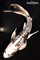 7.75" KIN KIKOKURYU BUTTERFLY