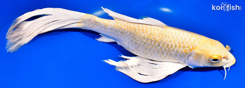13"YAMABUKI OGON BUTTERFLY