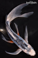 8.5" SHUSUI BUTTERFLY