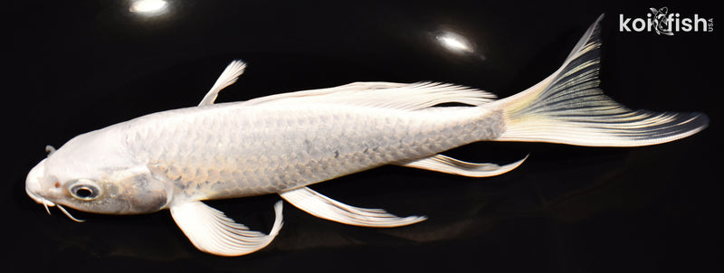 7.5" PLATINUM OGON BUTTERFLY