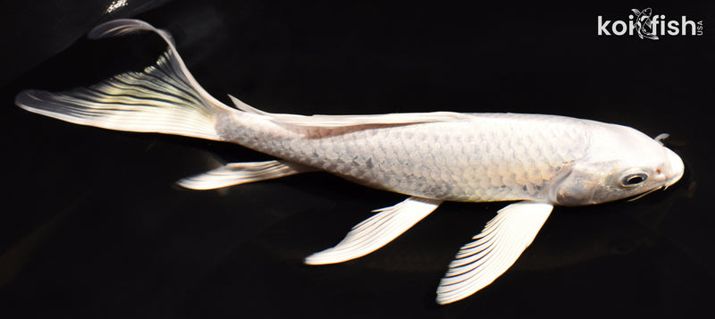 7.5" PLATINUM OGON BUTTERFLY