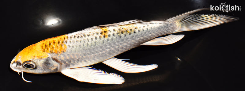 7.25" KUJAKU BUTTERFLY