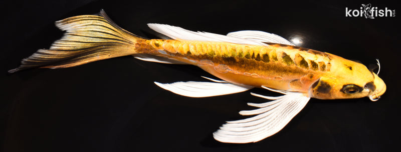 11.5" KIN KIKOKURYU BUTTERFLY