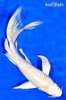 8" HARIWAKE BUTTERFLY