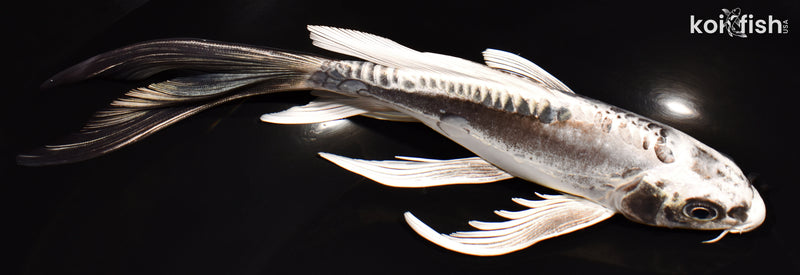 8.25" KIKOKURYU BUTTERFLY