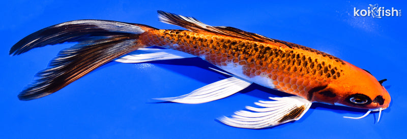 8.75" KUJAKU BUTTERFLY