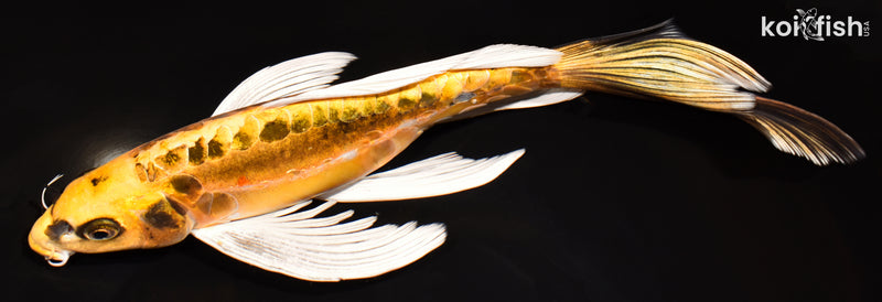11.5" KIN KIKOKURYU BUTTERFLY