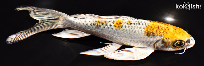 7.25" KUJAKU BUTTERFLY