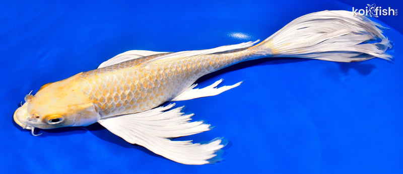13"YAMABUKI OGON BUTTERFLY