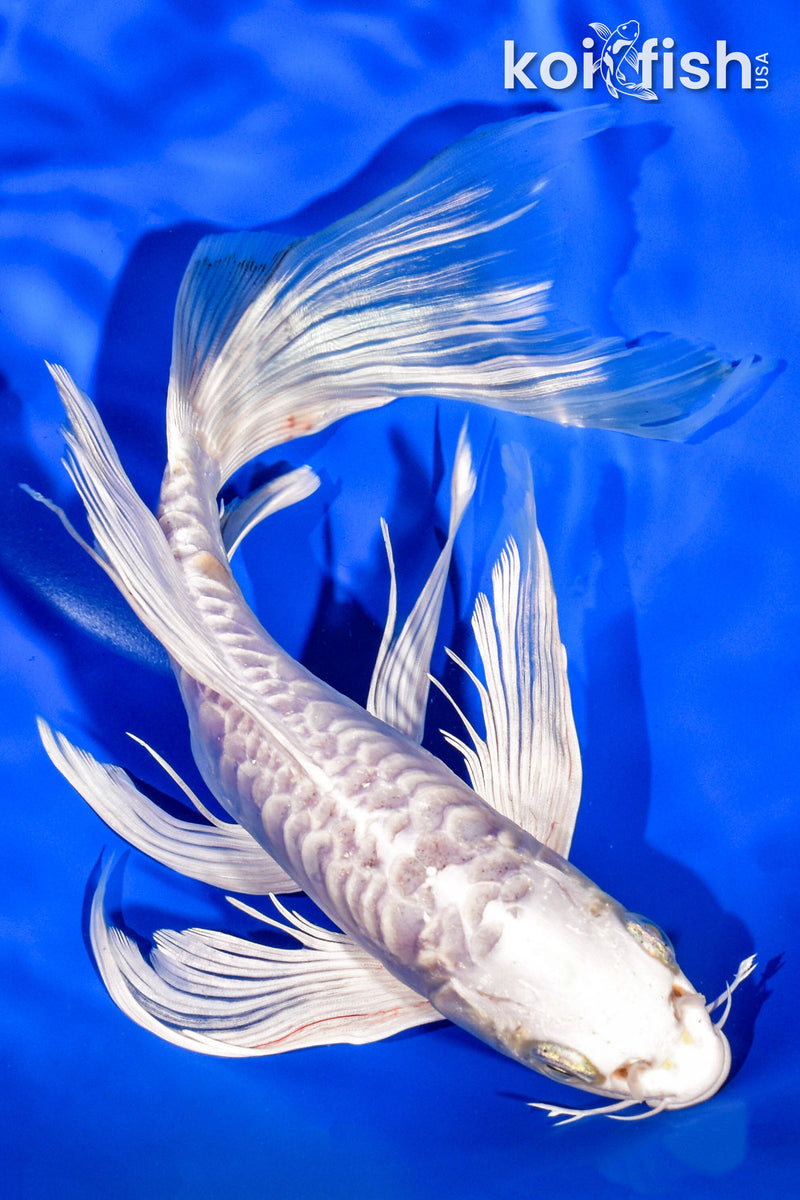 9.5" DOITSU PLATINUM OGON BUTTERFLY