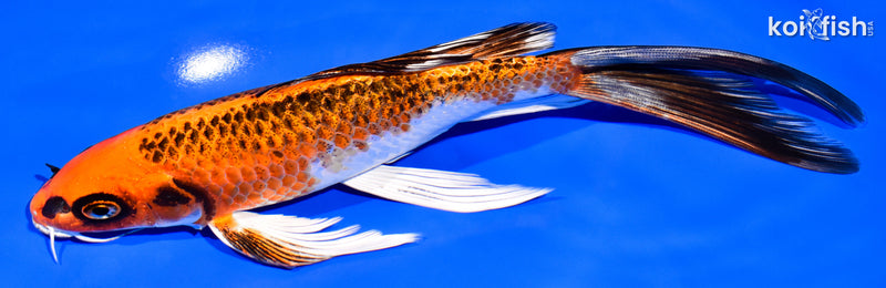8.75" KUJAKU BUTTERFLY