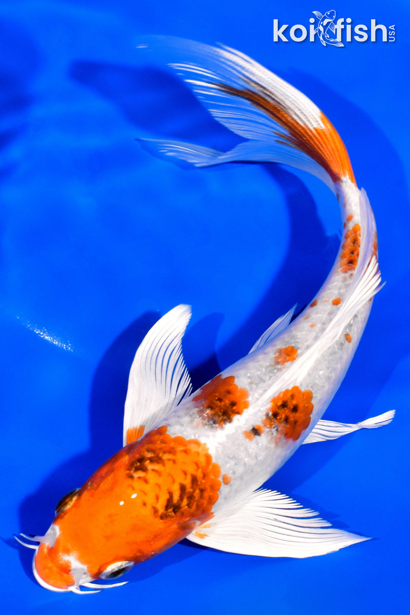 7.5" YAMATO NISHIKI BUTTERFLY