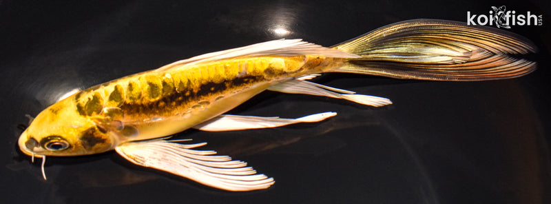 8.75" KIN KIKOKURYU BUTTERFLY