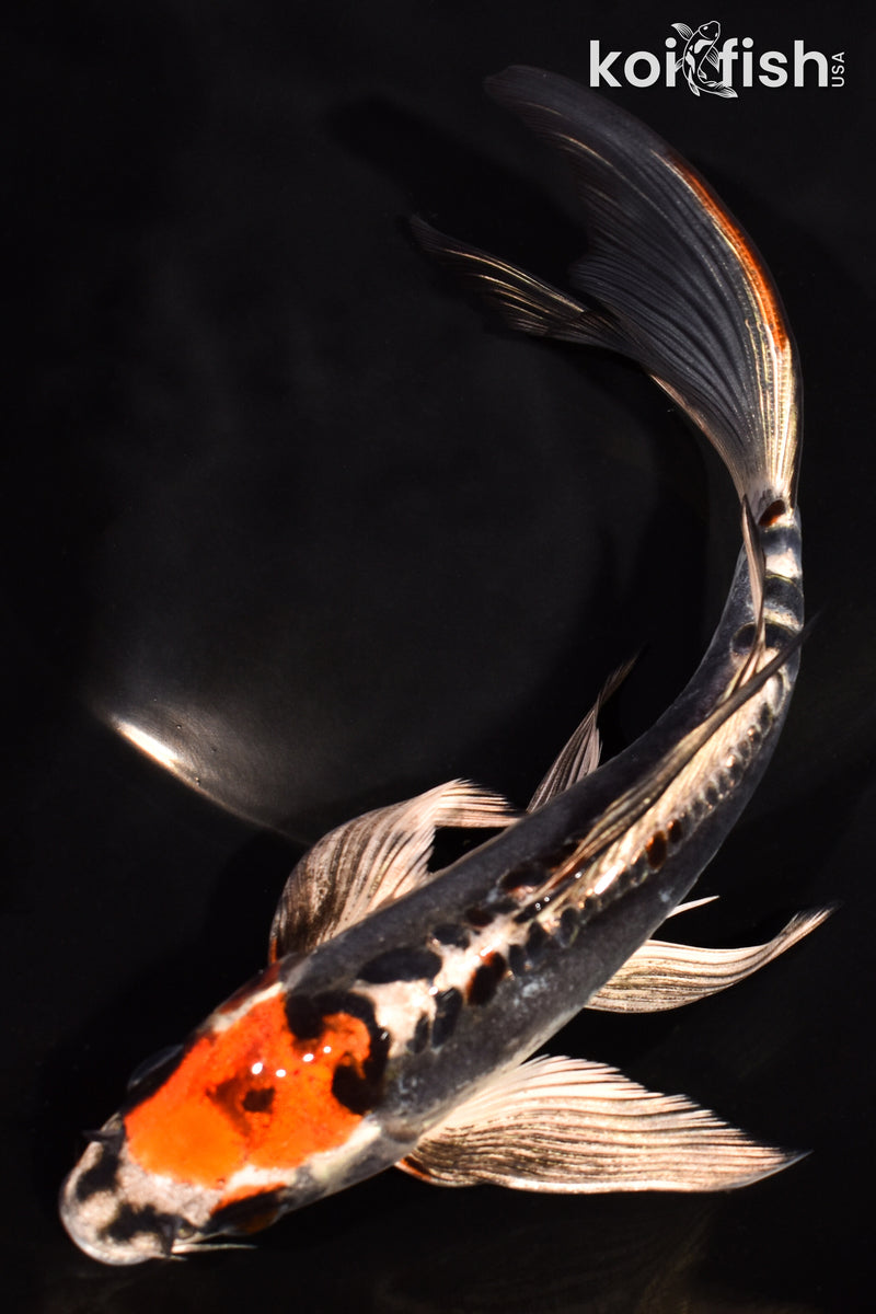 7.75" BENI KIKOKURYU BUTTERFLY