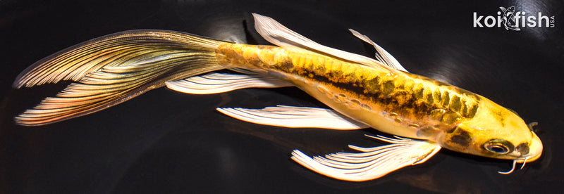 8.75" KIN KIKOKURYU BUTTERFLY