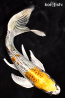 7.25" KUJAKU BUTTERFLY