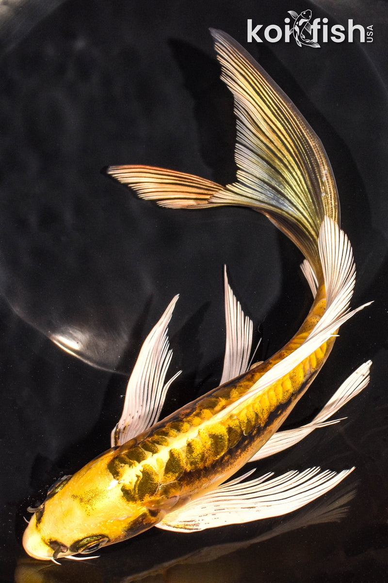 8.75" KIN KIKOKURYU BUTTERFLY
