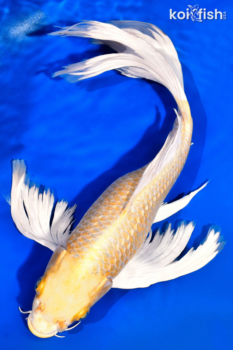 13"YAMABUKI OGON BUTTERFLY
