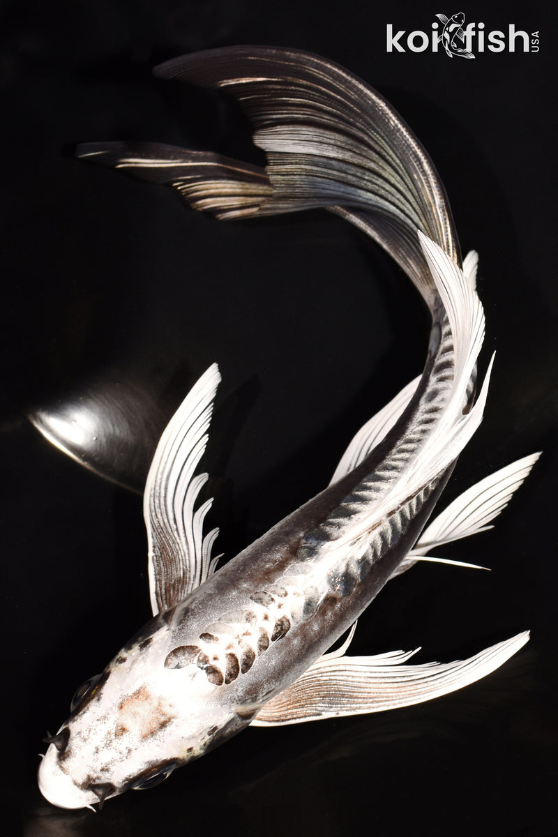 8.25" KIKOKURYU BUTTERFLY