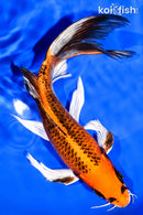 8.75" KUJAKU BUTTERFLY