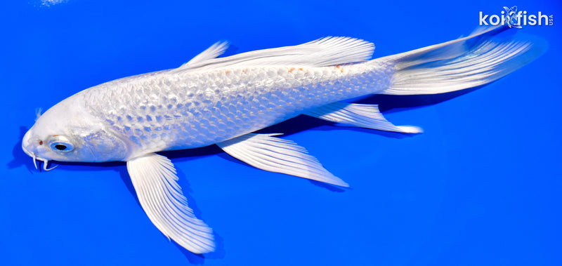 7.75" GINRIN PLATINUM OGON BUTTERFLY