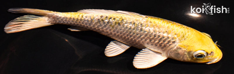 7.25" GINRIN HARIWAKE