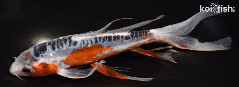 7.5" SHUSUI BUTTERFLY