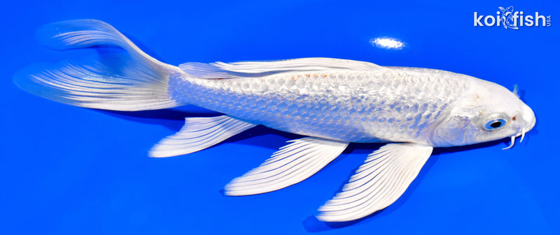 7.75" GINRIN PLATINUM OGON BUTTERFLY