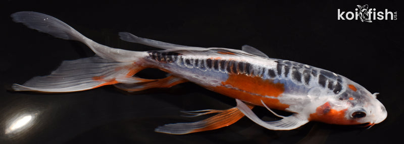 7.5" SHUSUI BUTTERFLY