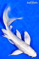 7.75" GINRIN PLATINUM OGON BUTTERFLY