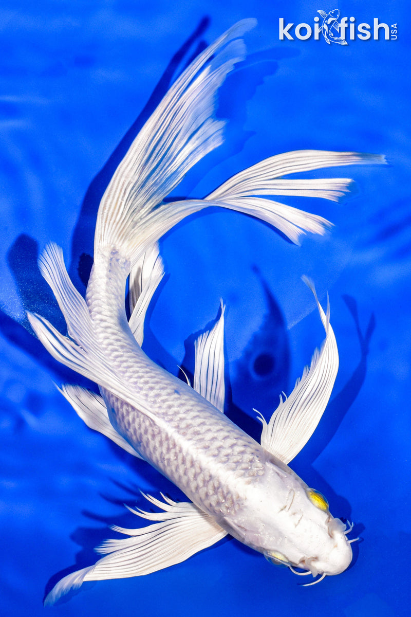 10.75" PLATINUM OGON BUTTERFLY