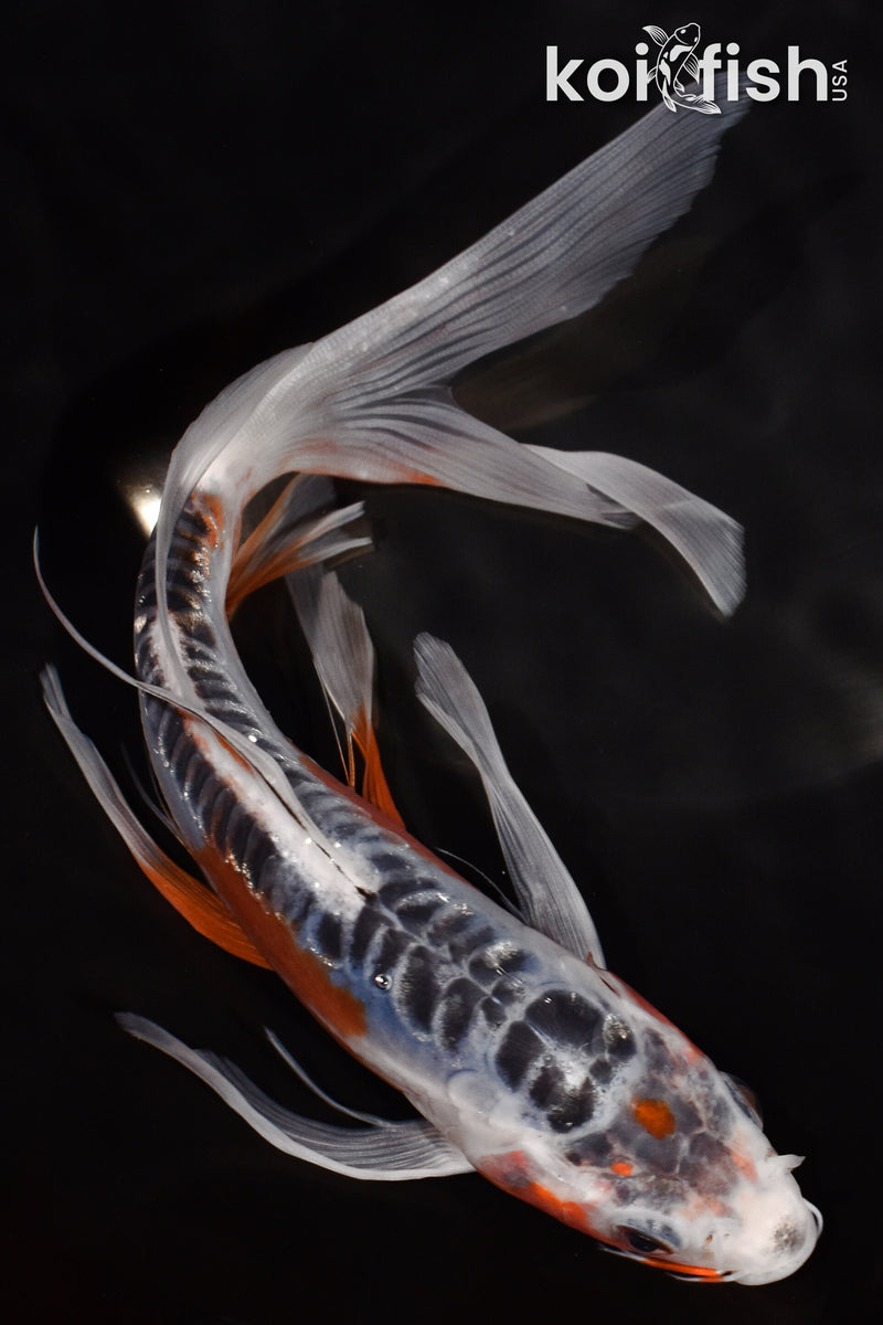 7.5" SHUSUI BUTTERFLY