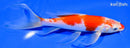 7.75" KOHAKU BUTTERFLY