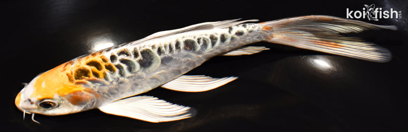 7" DOITSU KUJAKU BUTTERFLY