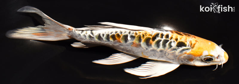 7" DOITSU KUJAKU BUTTERFLY