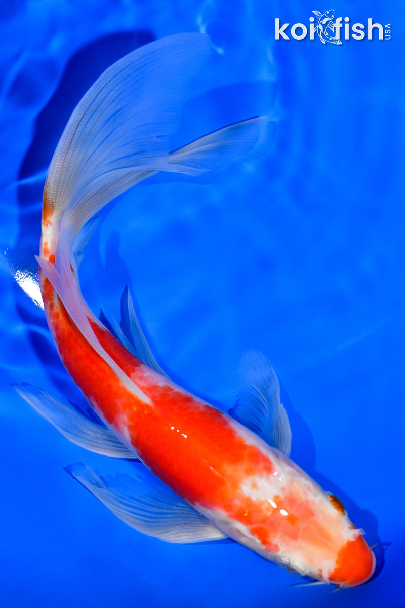 7.75" KOHAKU BUTTERFLY