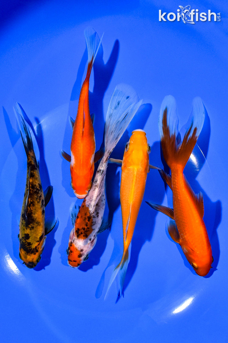 (5) 4-5" ASSORTED GOLDFISH