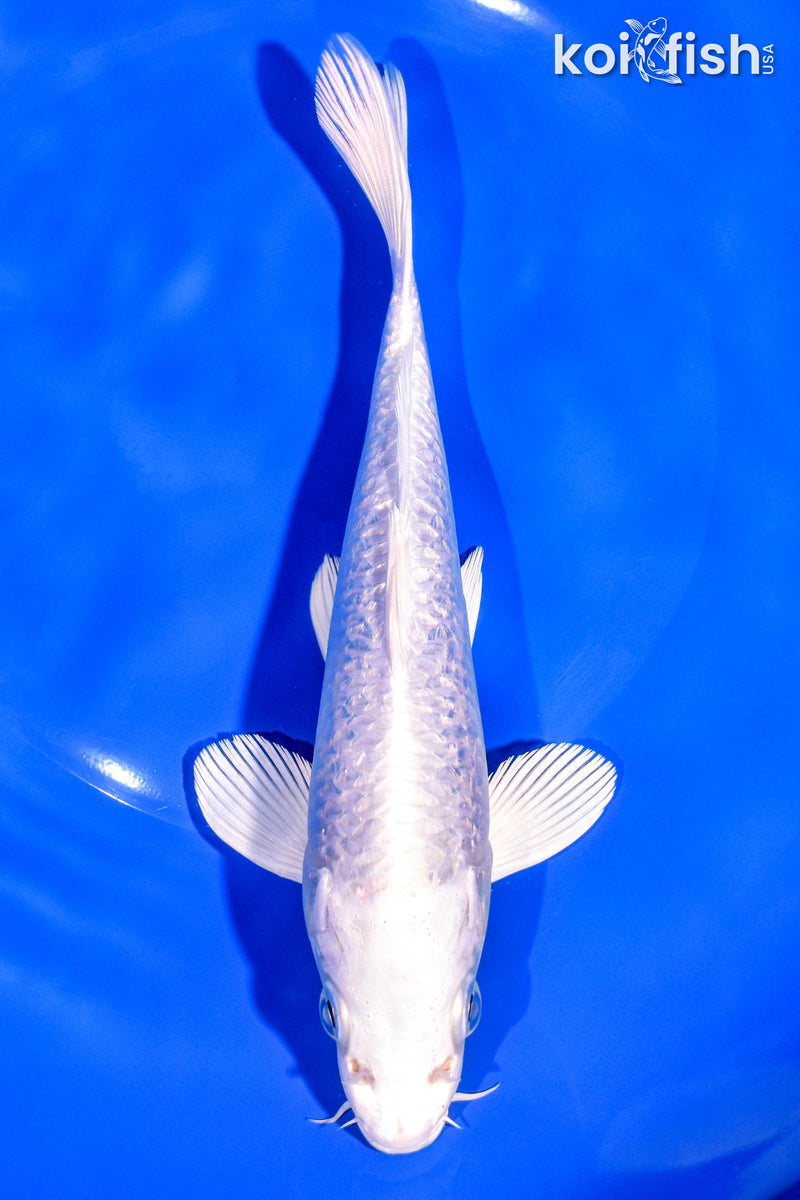 7.5" PLATINUM OGON