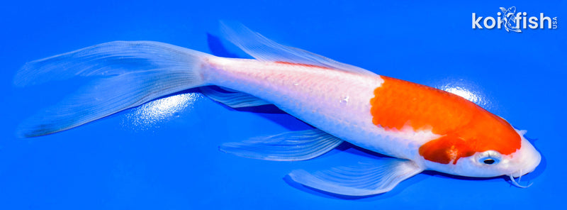 7.25" KOHAKU BUTTERFLY