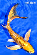 8" KIN KIKOKURYU BUTTERFLY