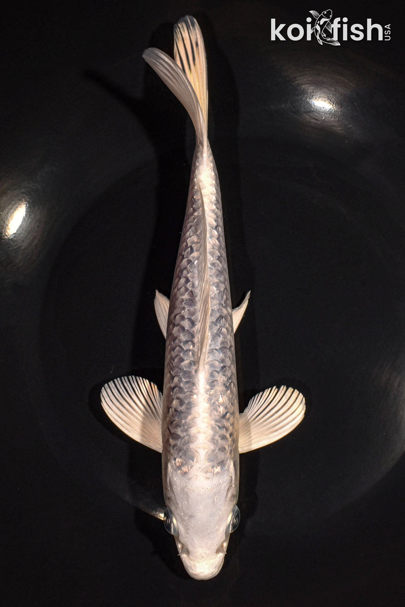 9" GINRIN PLATINUM OGON